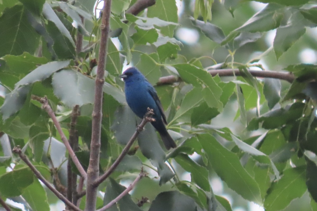 Indigo Bunting - ML621635781