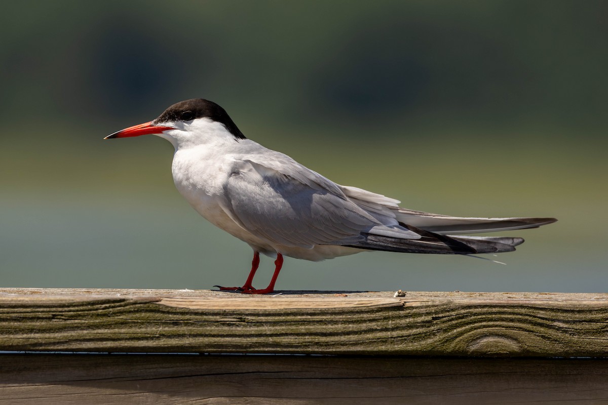 Common Tern - ML621635796