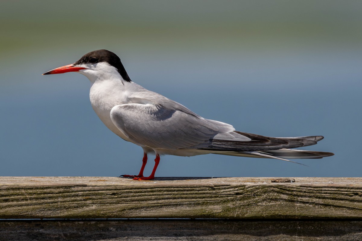 Common Tern - ML621635798