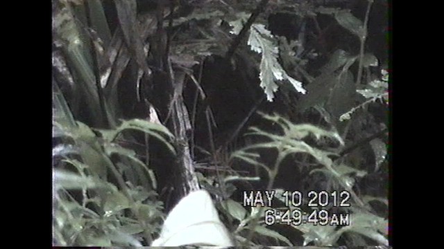 Gray-throated Babbler - ML621635809