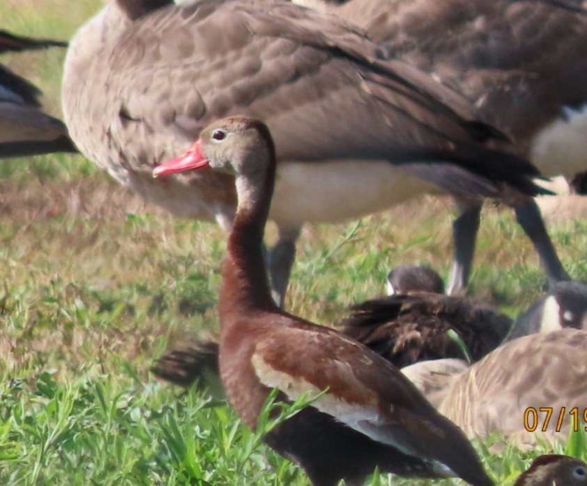 Black-bellied Whistling-Duck - ML621635815