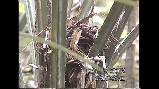 Gray-throated Babbler - ML621635826