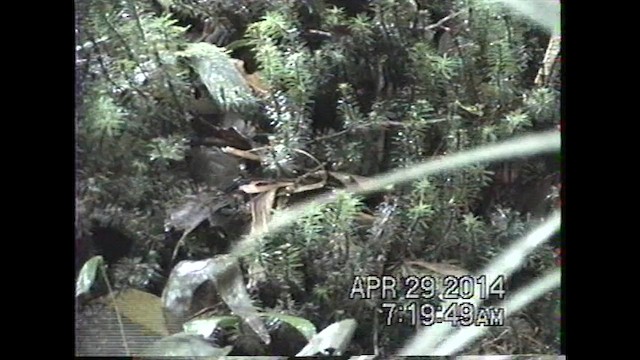 Gray-throated Babbler - ML621635895