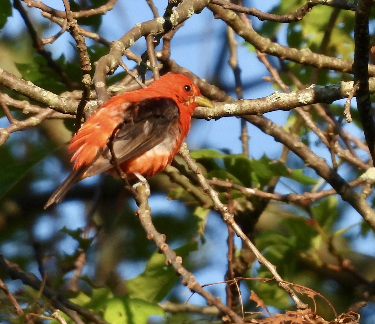 Scarlet Tanager - ML621635928