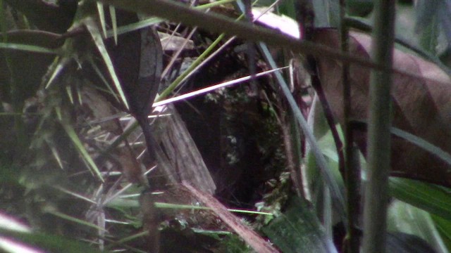 Gray-throated Babbler - ML621635933