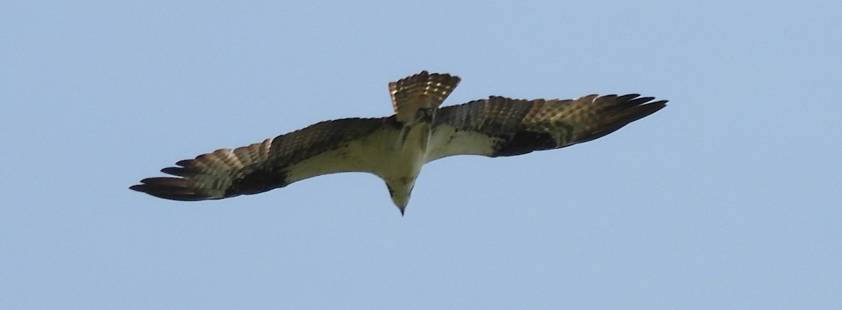 Osprey - ML621635935