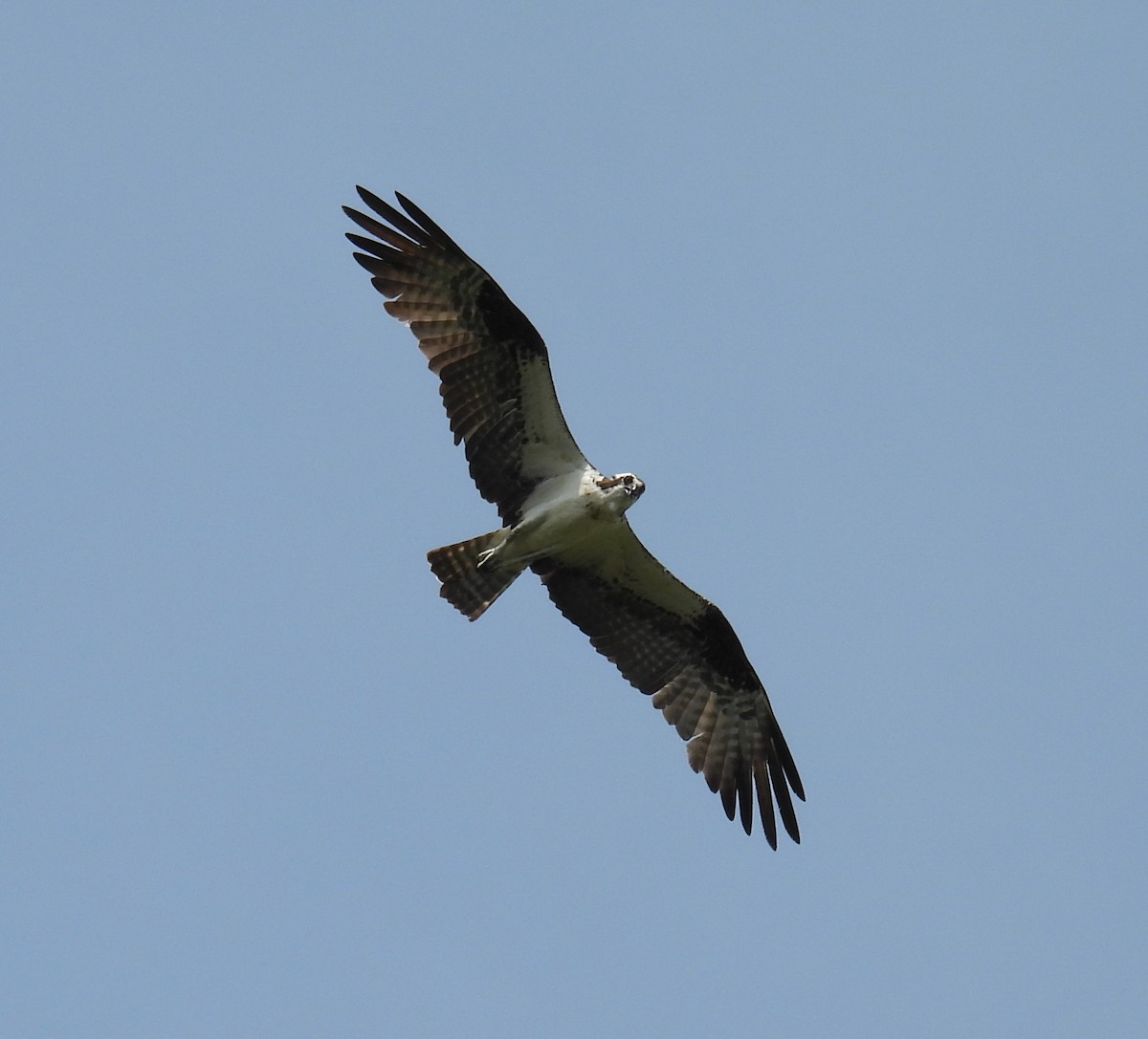 Osprey - ML621635938