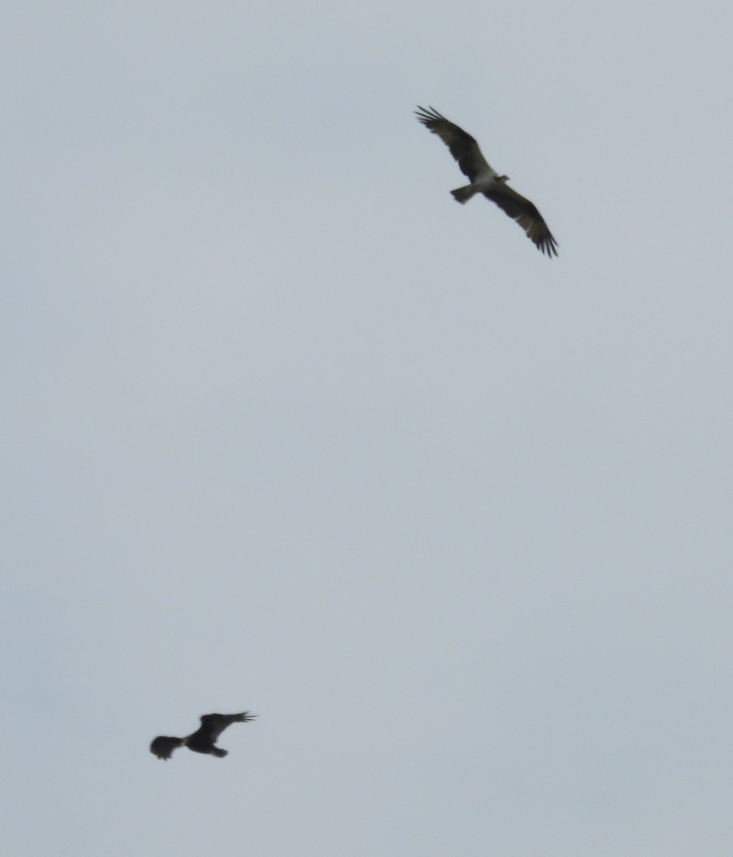 Osprey - ML621635940