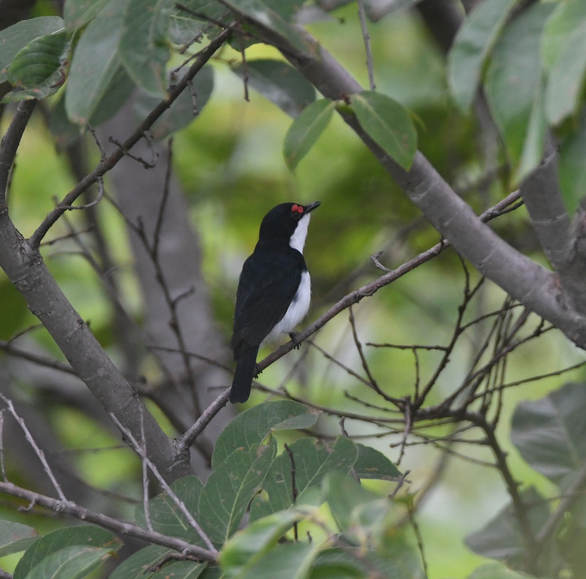 Black-throated Wattle-eye - ML621635961