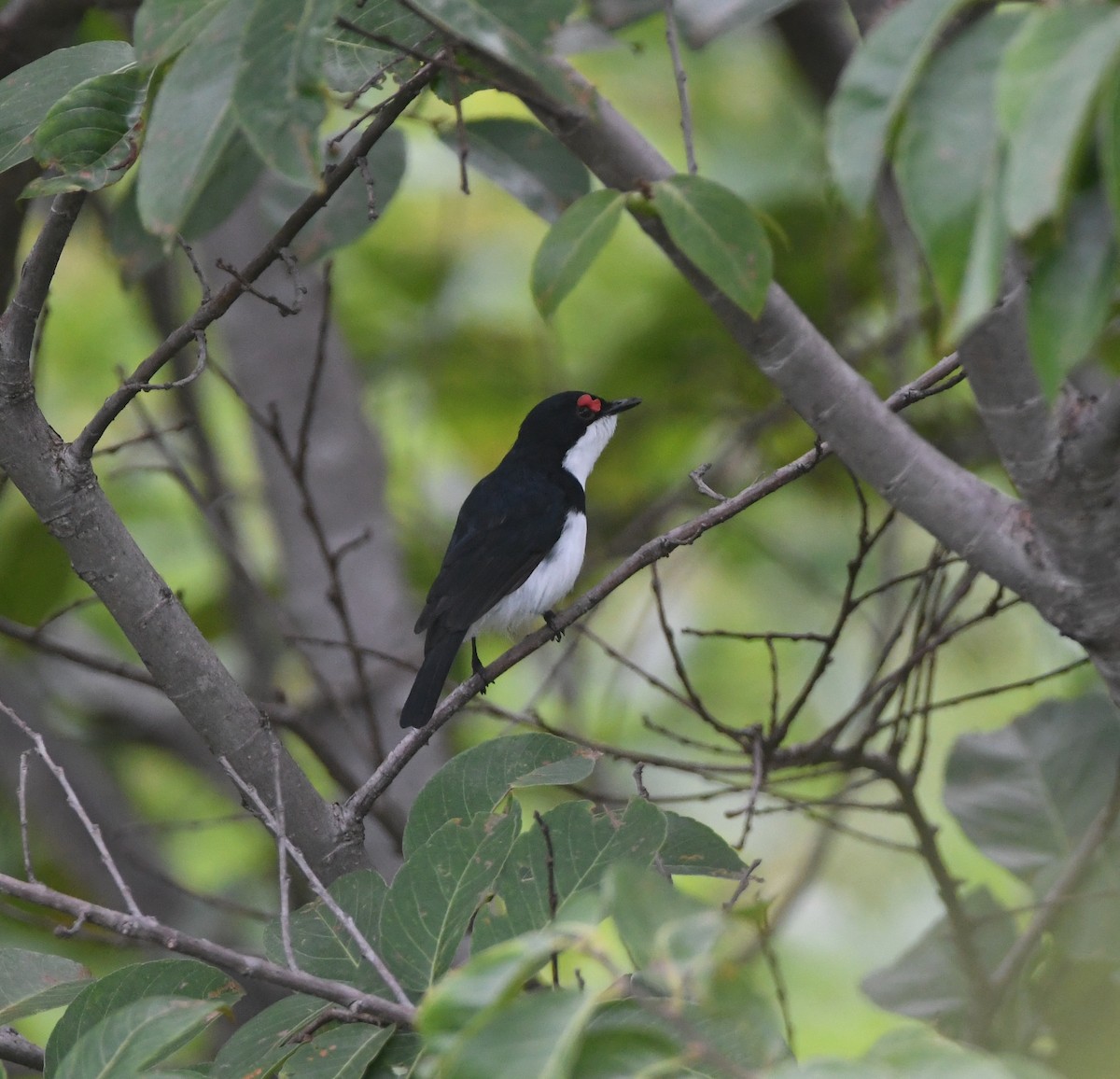 Black-throated Wattle-eye - ML621635968