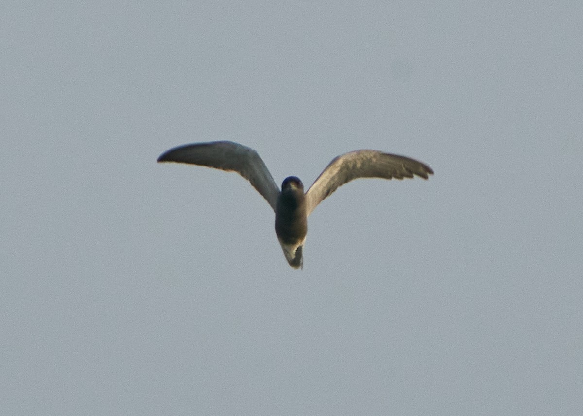 Black Tern - ML621635997