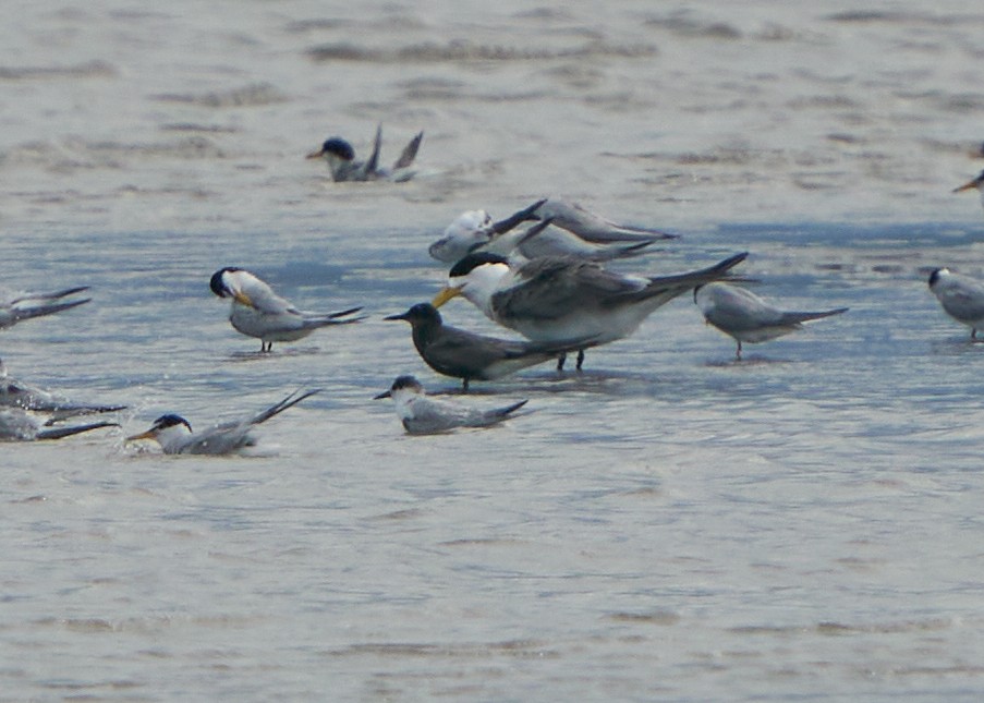 Black Tern - ML621635998