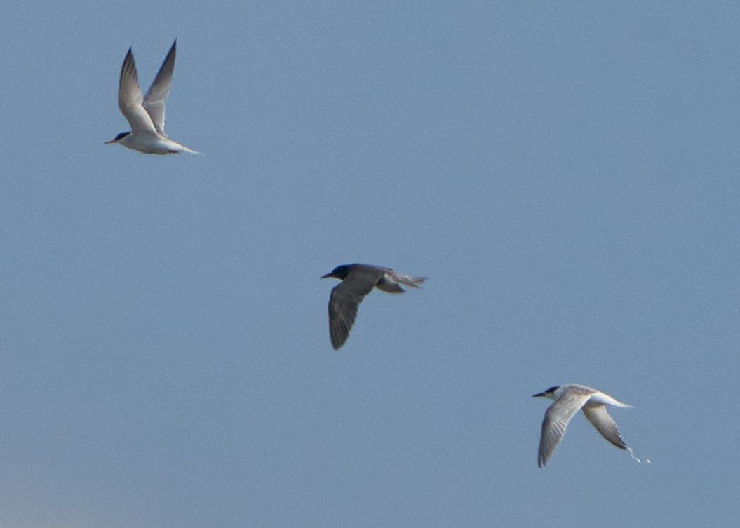 Black Tern - ML621635999