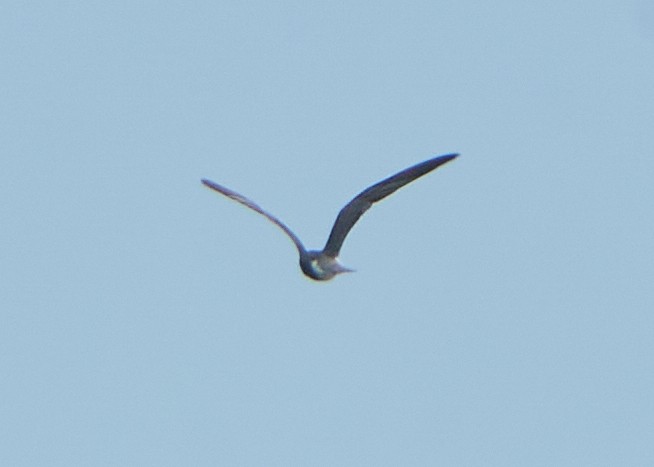 Black Tern - ML621636001