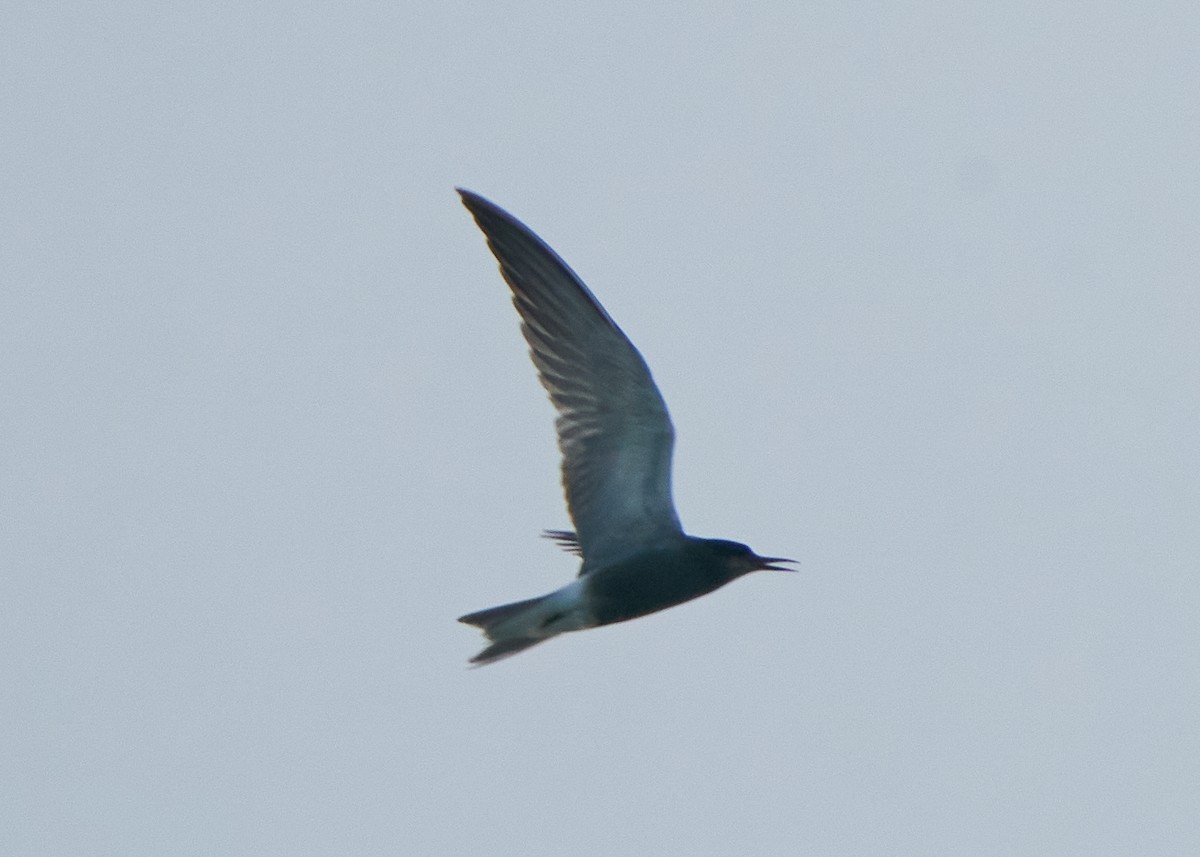 Black Tern - ML621636002