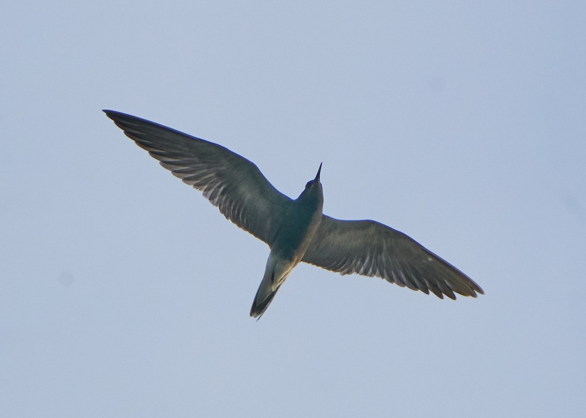 Black Tern - Chieh-Peng Chen