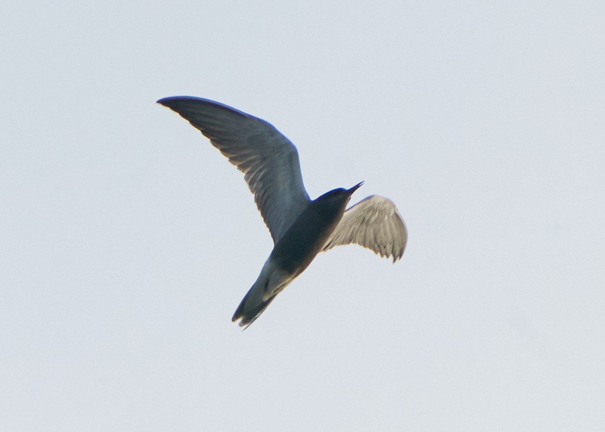 Black Tern - Chieh-Peng Chen