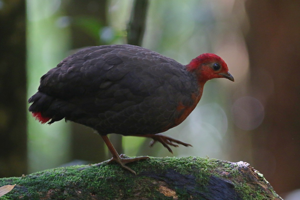 Crimson-headed Partridge - ML621636020