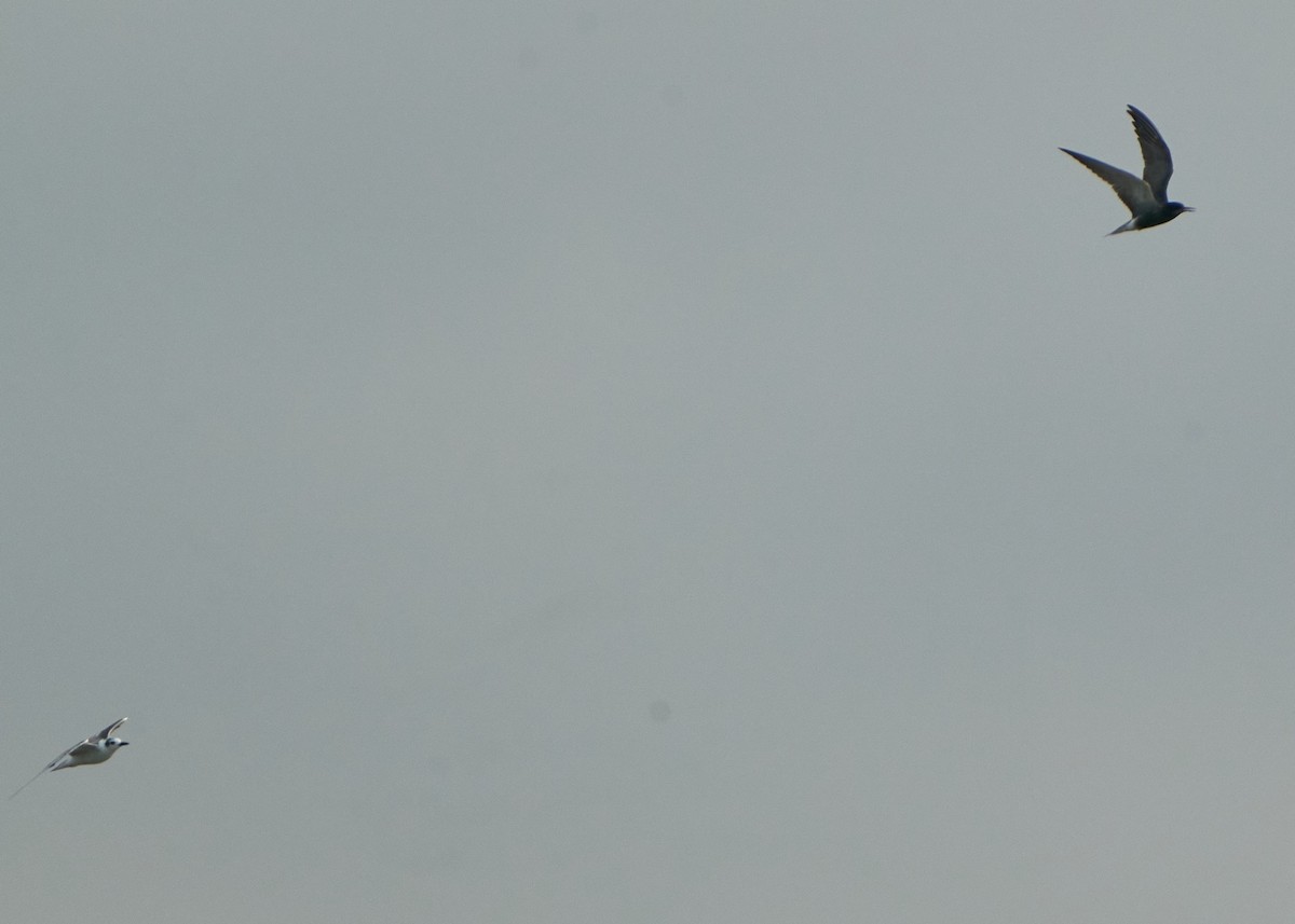 白翅黑燕鷗 - ML621636080