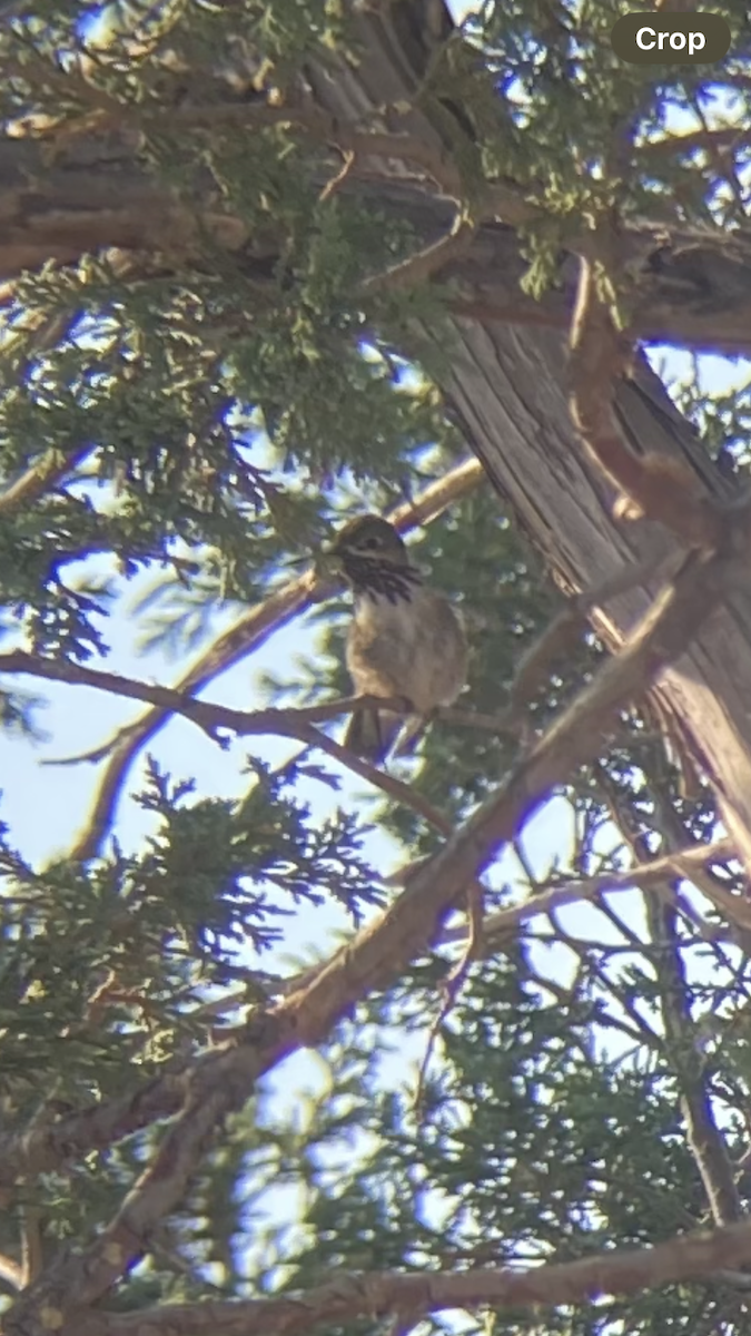 Calliope Hummingbird - ML621636103