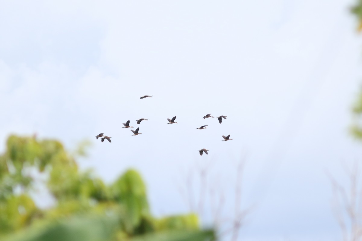 Wandering Whistling-Duck - ML621636104