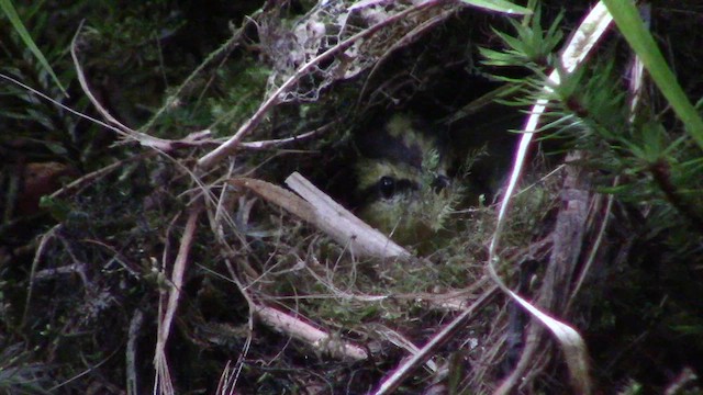 Mountain Leaf Warbler - ML621636105