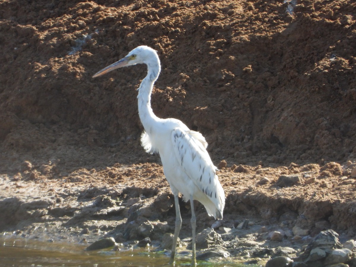 Western Reef-Heron - ML621636143