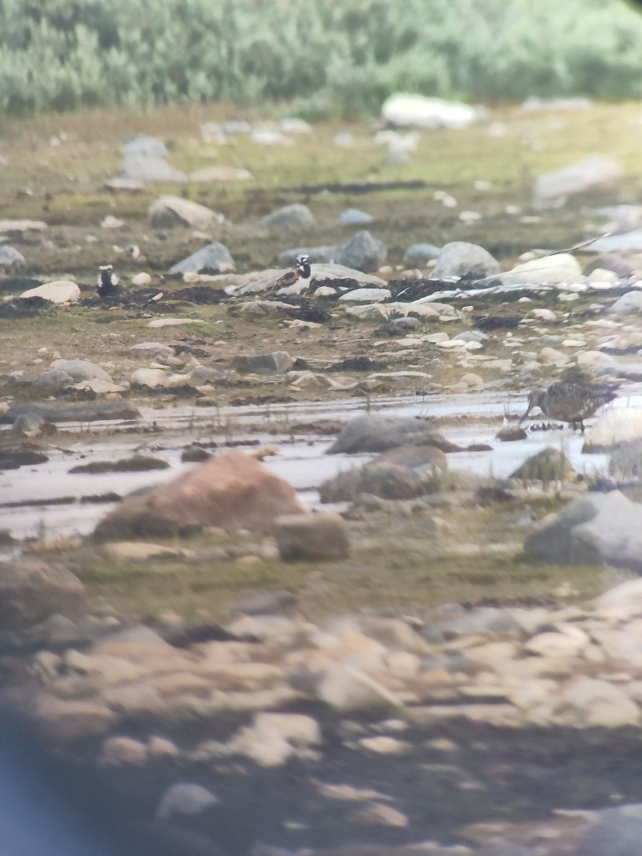 Ruddy Turnstone - ML621636145