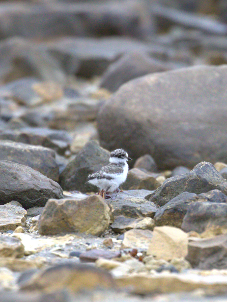 Semipalmated Plover - ML621636146