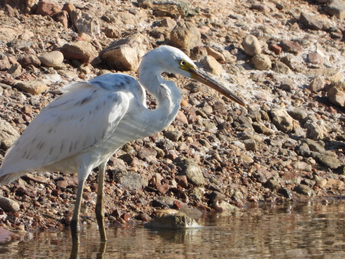 Western Reef-Heron - ML621636153