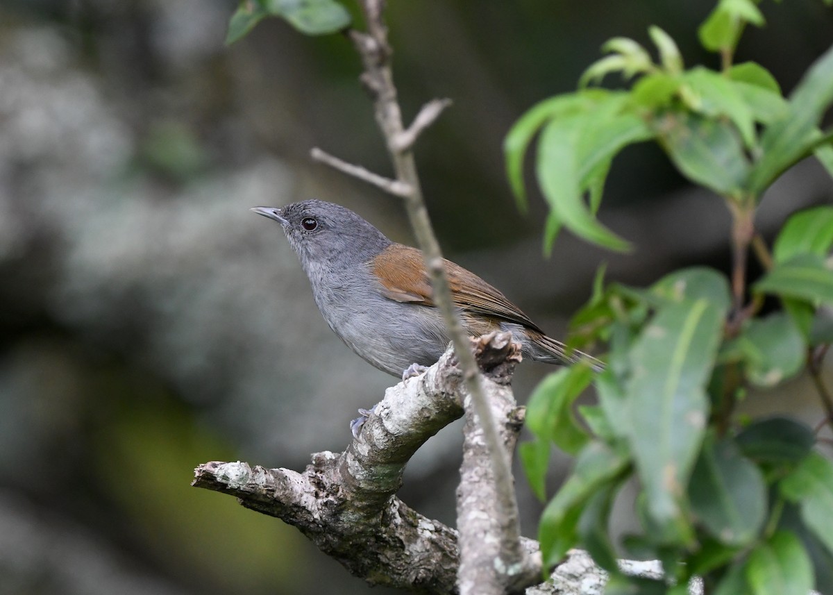 African Hill Babbler - ML621636165