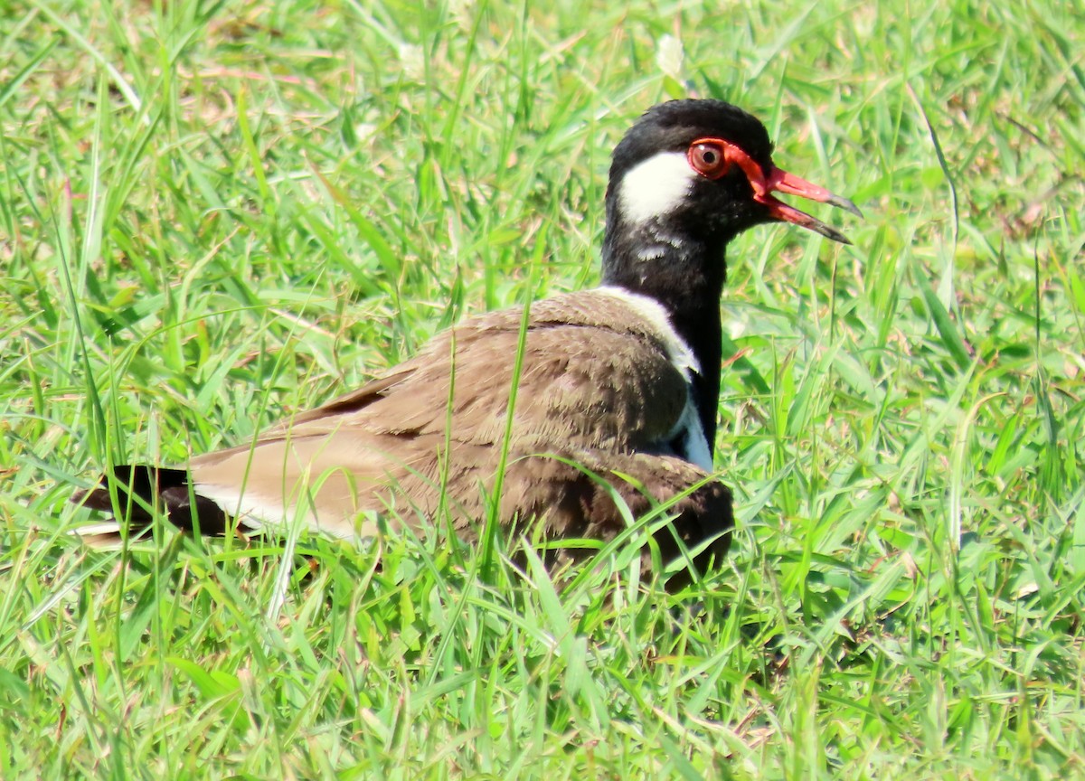 Red-wattled Lapwing - ML621636169