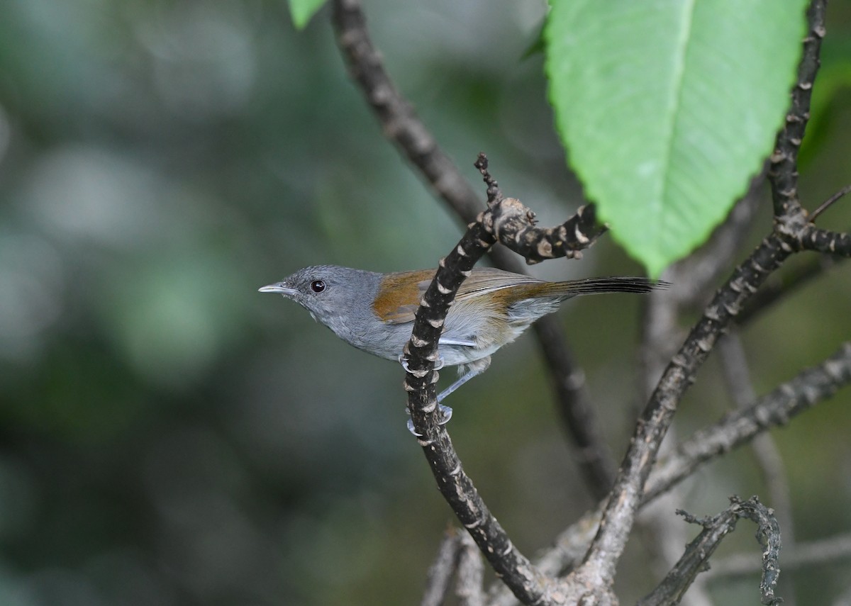 African Hill Babbler - ML621636180