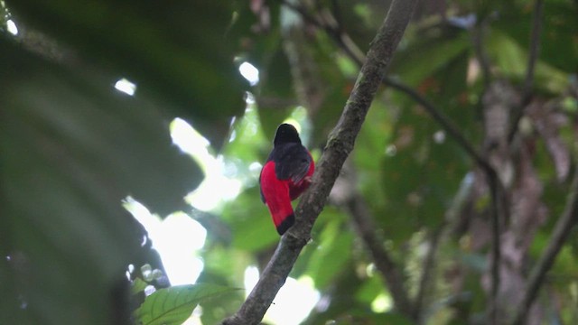 Black-necked Red-Cotinga - ML621636186