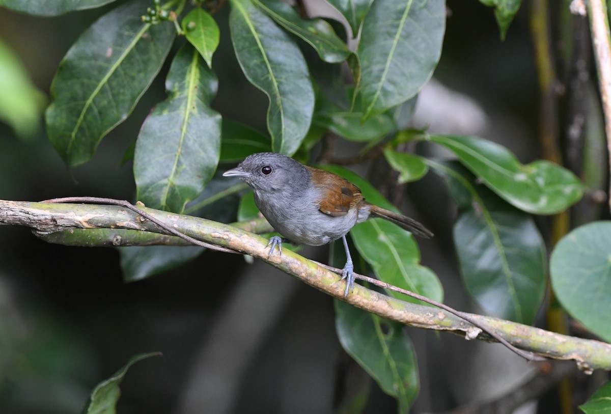 African Hill Babbler - ML621636211