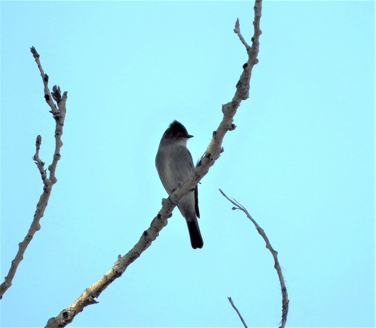 Western Wood-Pewee - ML621636213