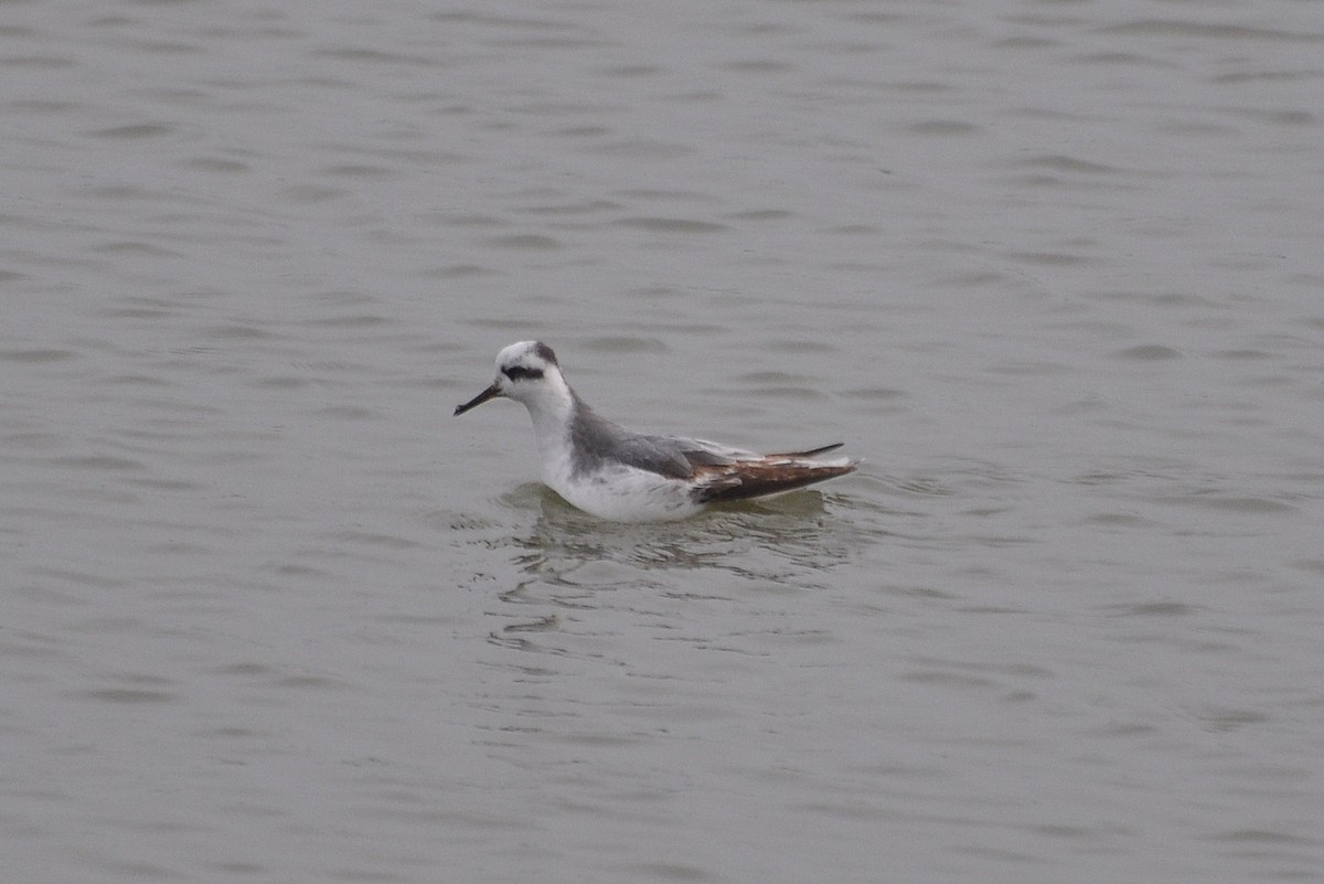 Red Phalarope - Michael Schall
