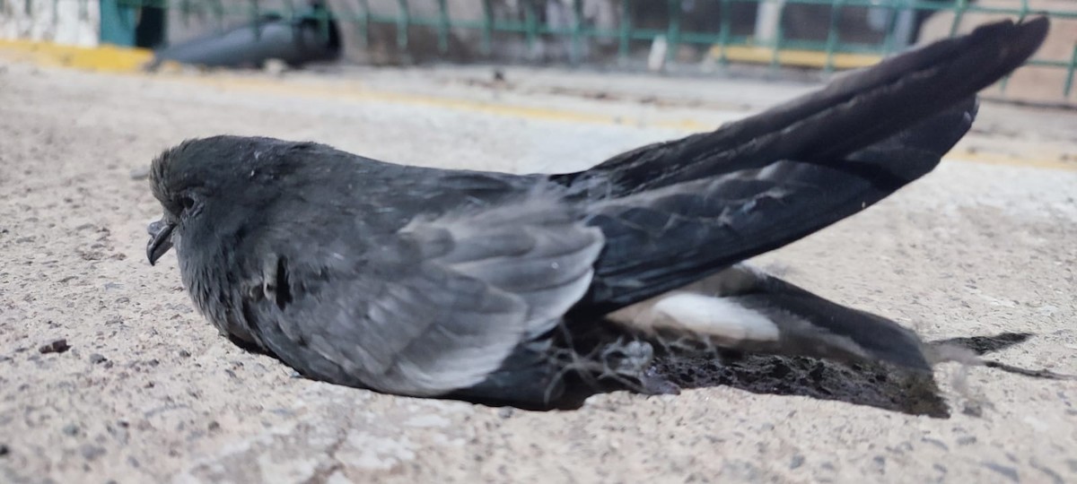 Wilson's Storm-Petrel - ML621636229