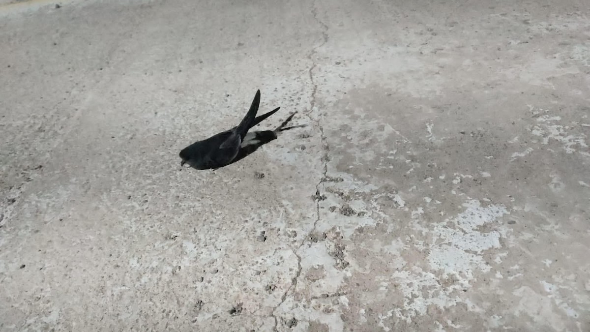 Wilson's Storm-Petrel - ML621636238