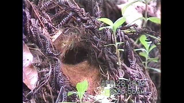 Urraca Verde de Borneo - ML621636260