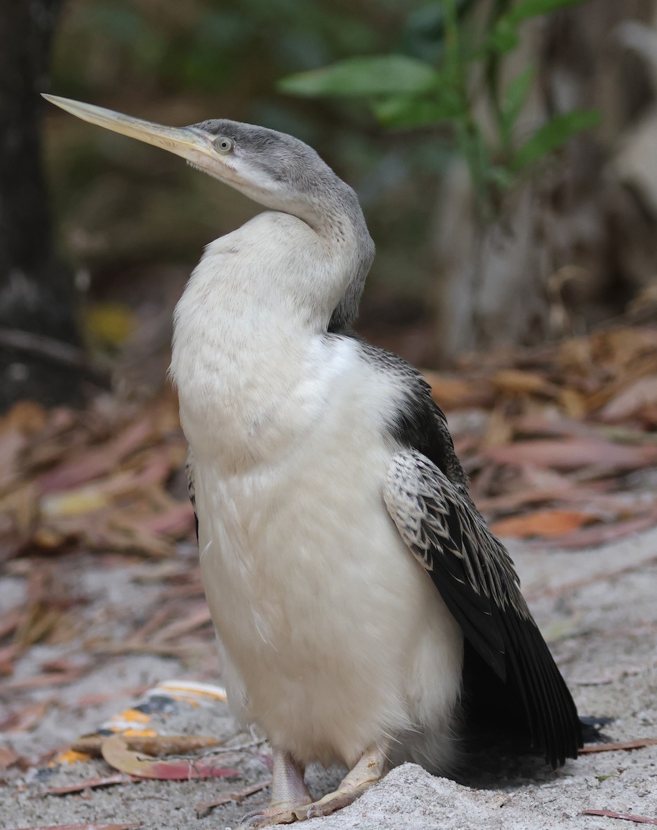 Australasian Darter - ML621636273