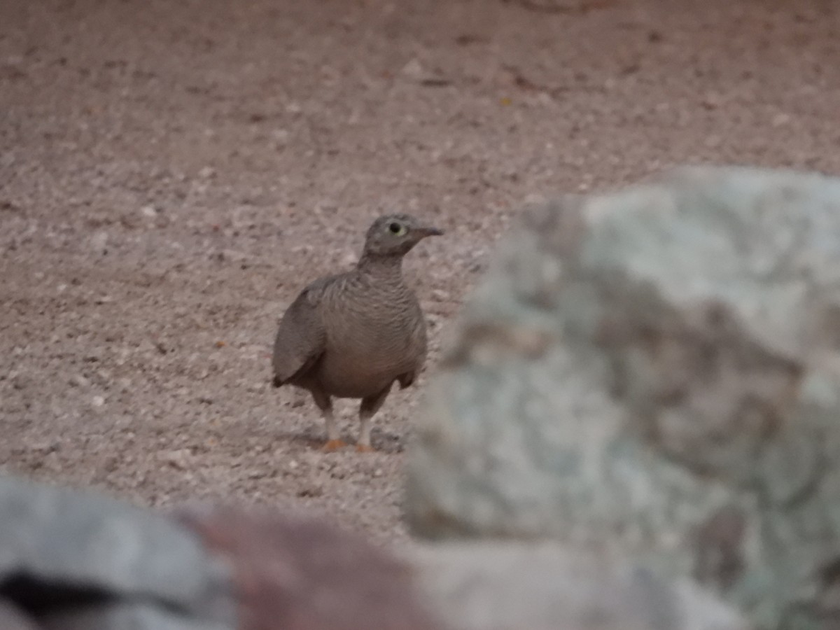 Lichtenstein's Sandgrouse - ML621636276