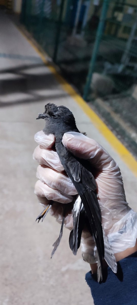 Wilson's Storm-Petrel - ML621636280