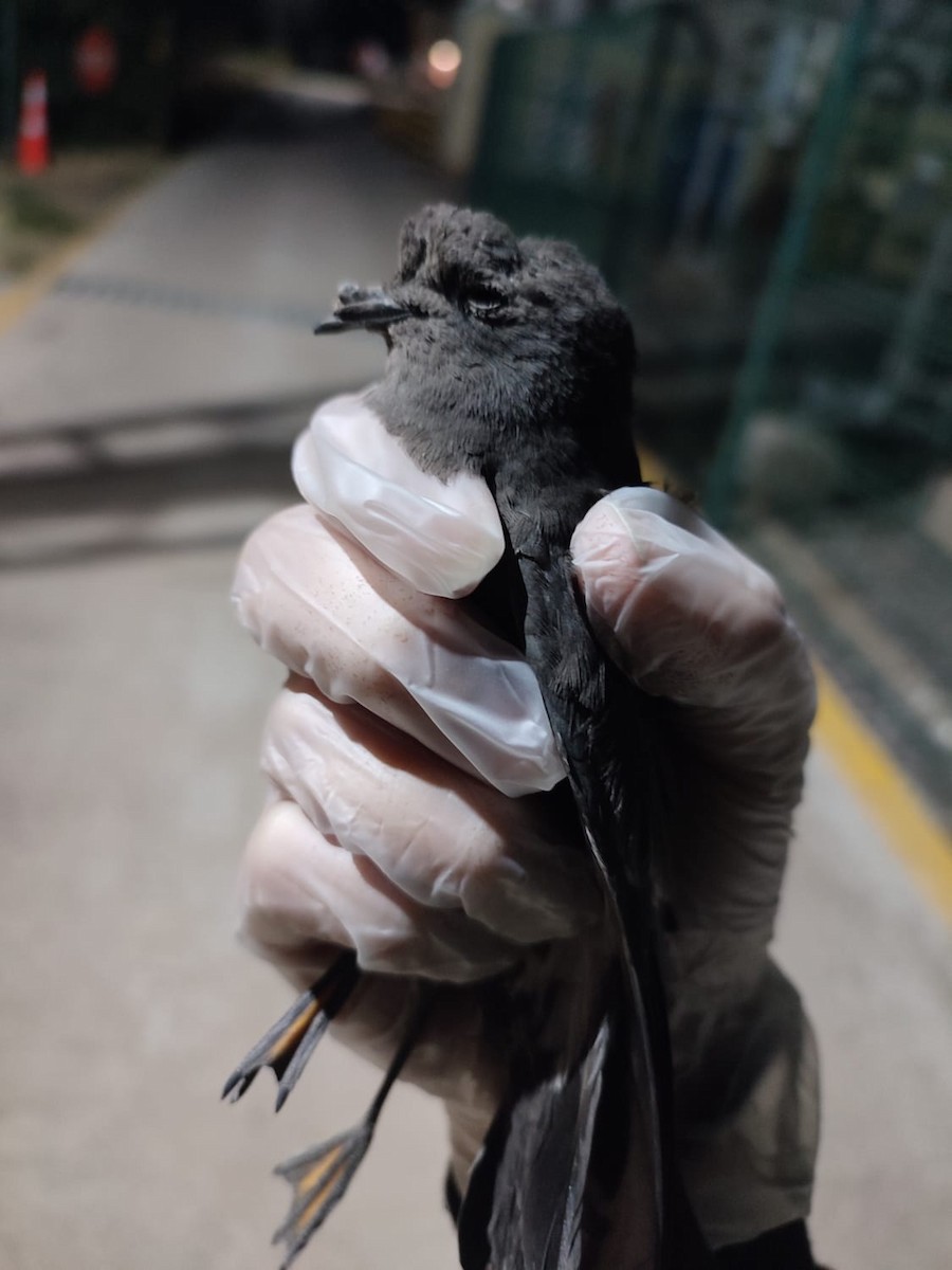 Wilson's Storm-Petrel - ML621636286