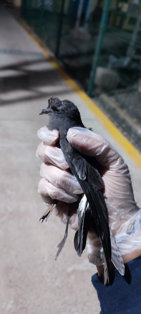 Wilson's Storm-Petrel - ML621636288