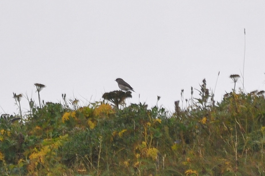 Gray-streaked Flycatcher - ML621636328