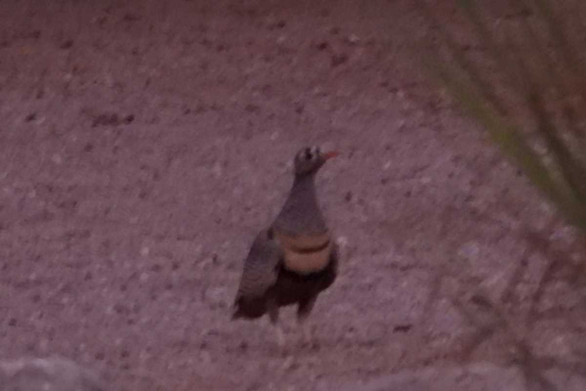 Lichtenstein's Sandgrouse - ML621636330