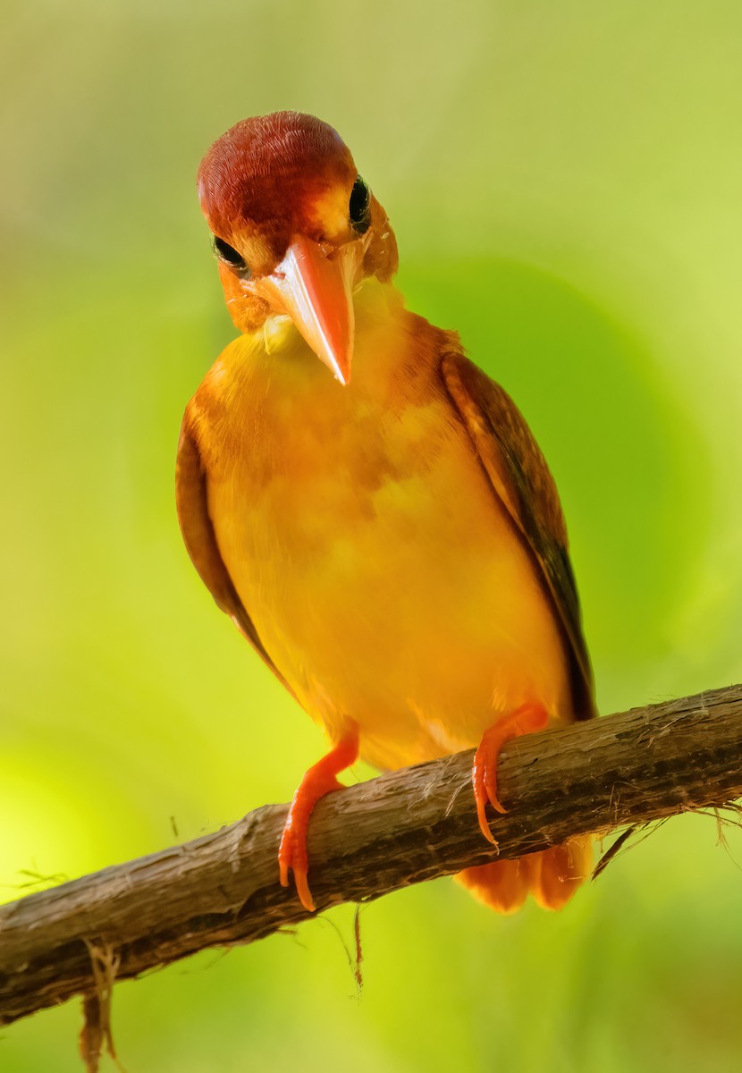 Rufous-backed Dwarf-Kingfisher - ML621636332