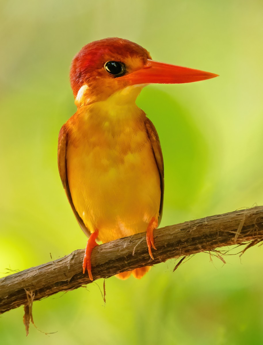 Rufous-backed Dwarf-Kingfisher - ML621636333