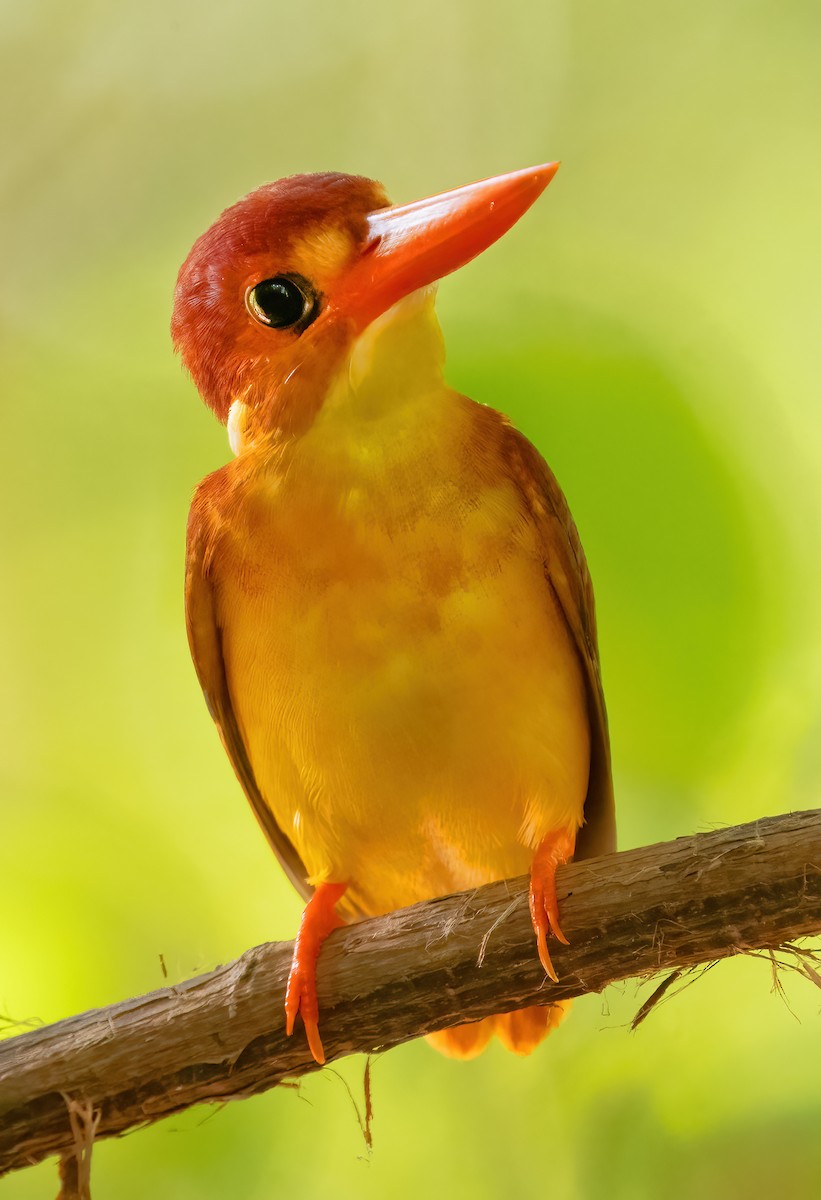 Rufous-backed Dwarf-Kingfisher - ML621636334